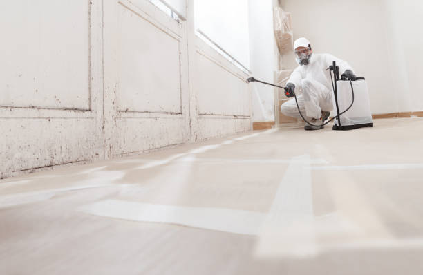 24/7 Emergency Basement Mold Removal experts in Sumner, IL