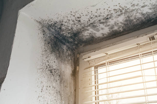 Affordable Basement Mold Removal solutions in Sumner, IL