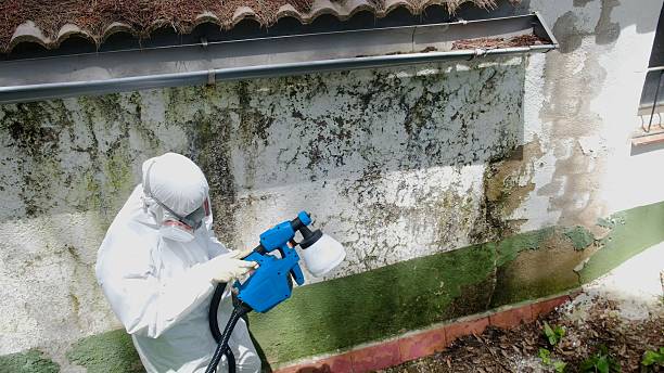 Top rated local Basement Mold Removal specialists in Sumner, IL